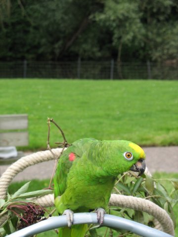 2011-08-14 stuif-in Kralingsebos